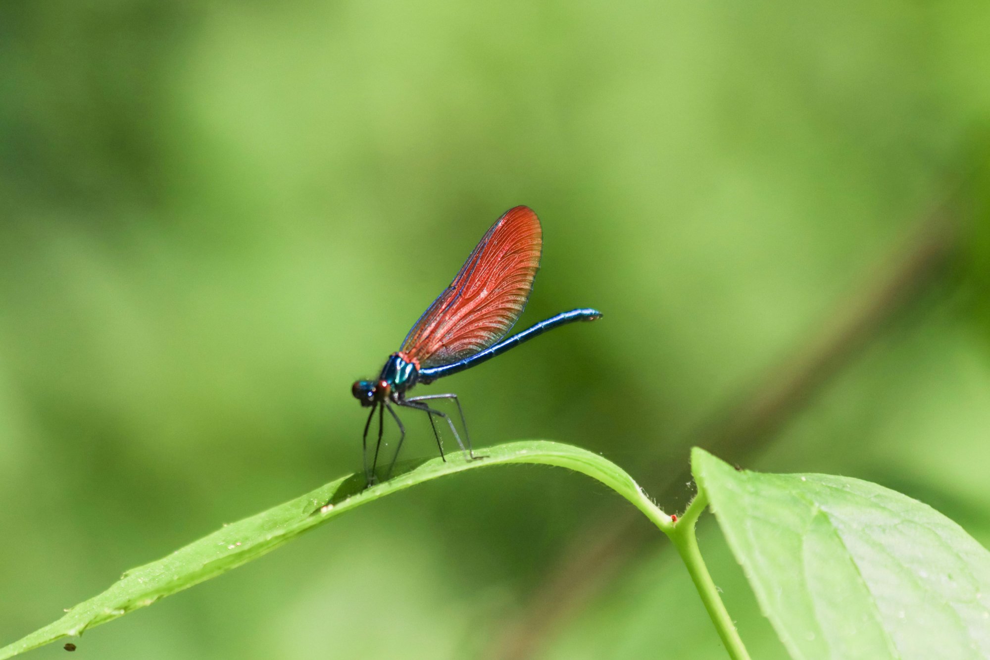 Nature — Lacanau